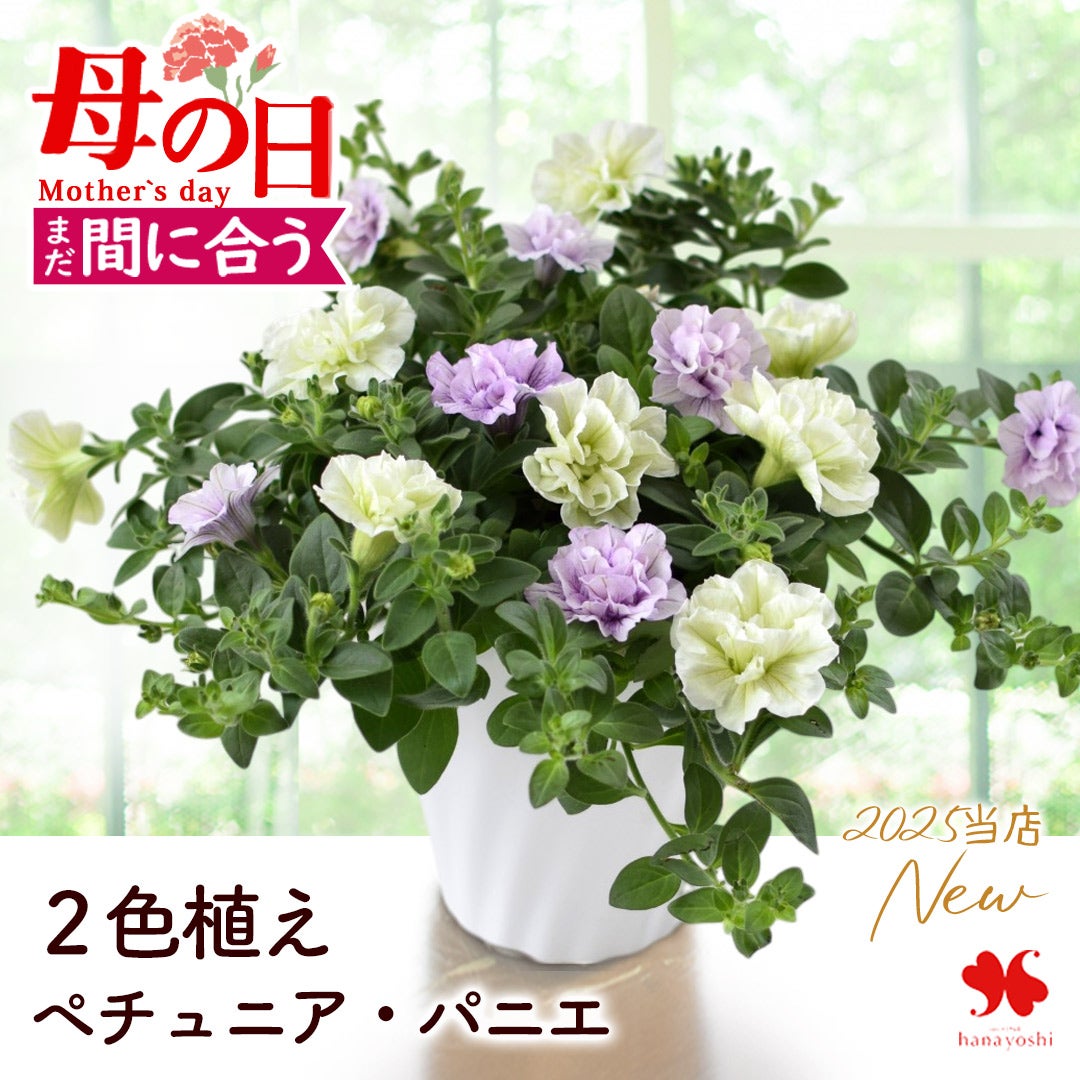 まだ間に合う 母の日 2026 鉢植え ペチュニア・パニエ 2色植え 5号