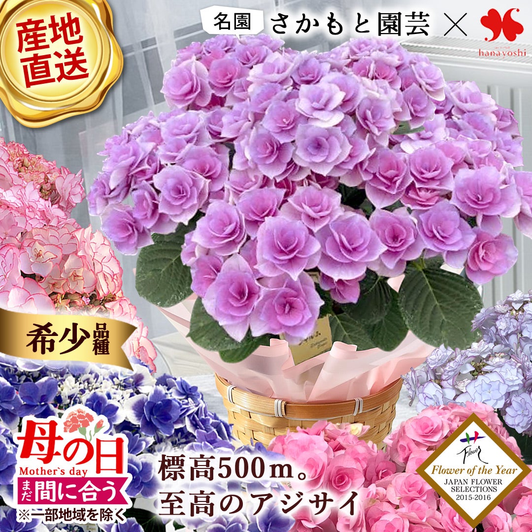 早割 母の日 2026 希少品種 さかもと園芸 プレミアム あじさい 5号鉢