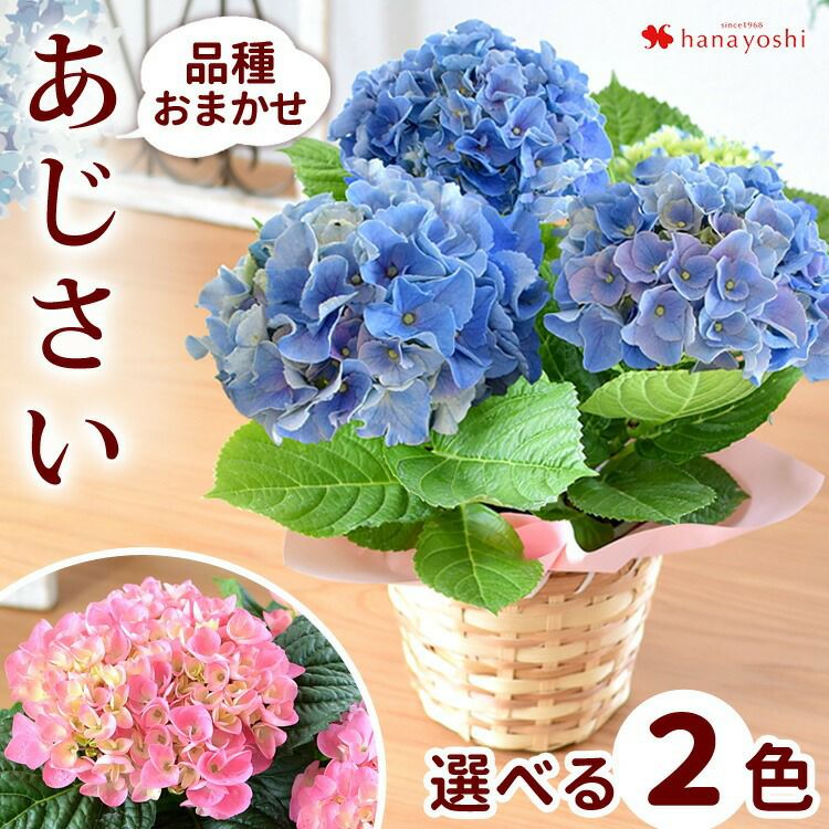 紫陽花　4台セット 4月限定 送料無料 あじさい 鉢植え 4号 ～4/30まで日時指定OK