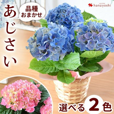 4月限定 送料無料 あじさい 鉢植え 4号 ～4/30まで日時指定OK 
