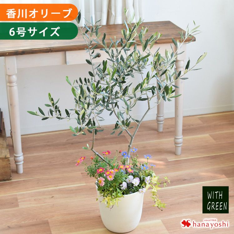 鶴亀園さんの香川 オリーブの木 6号鉢 ＜寄せ植え＞ | フラワー