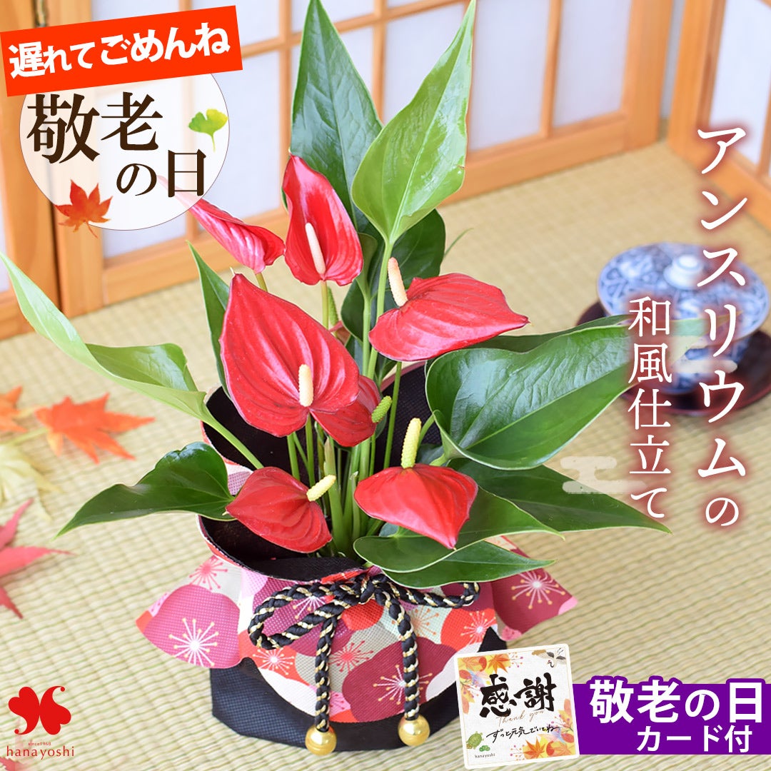 遅れてごめんね 敬老の日 2026 送料無料 鉢植え 花鉢 アンスリウム