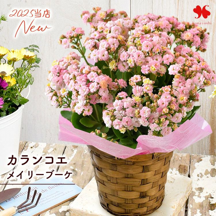 新色 カタチ製作所 ブーケ bouquet 植木鉢 新色 塊根 多肉 Mサイズ 秋限定 カランコエ メイリーブーケ 5号鉢 鉢植え ＜バスケットでお届け