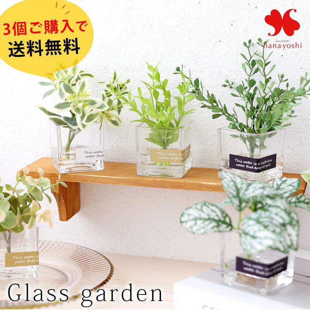 ユーカリ・ポポラス＆選べるデザイン鉢仕立て 鉢植え 観葉植物