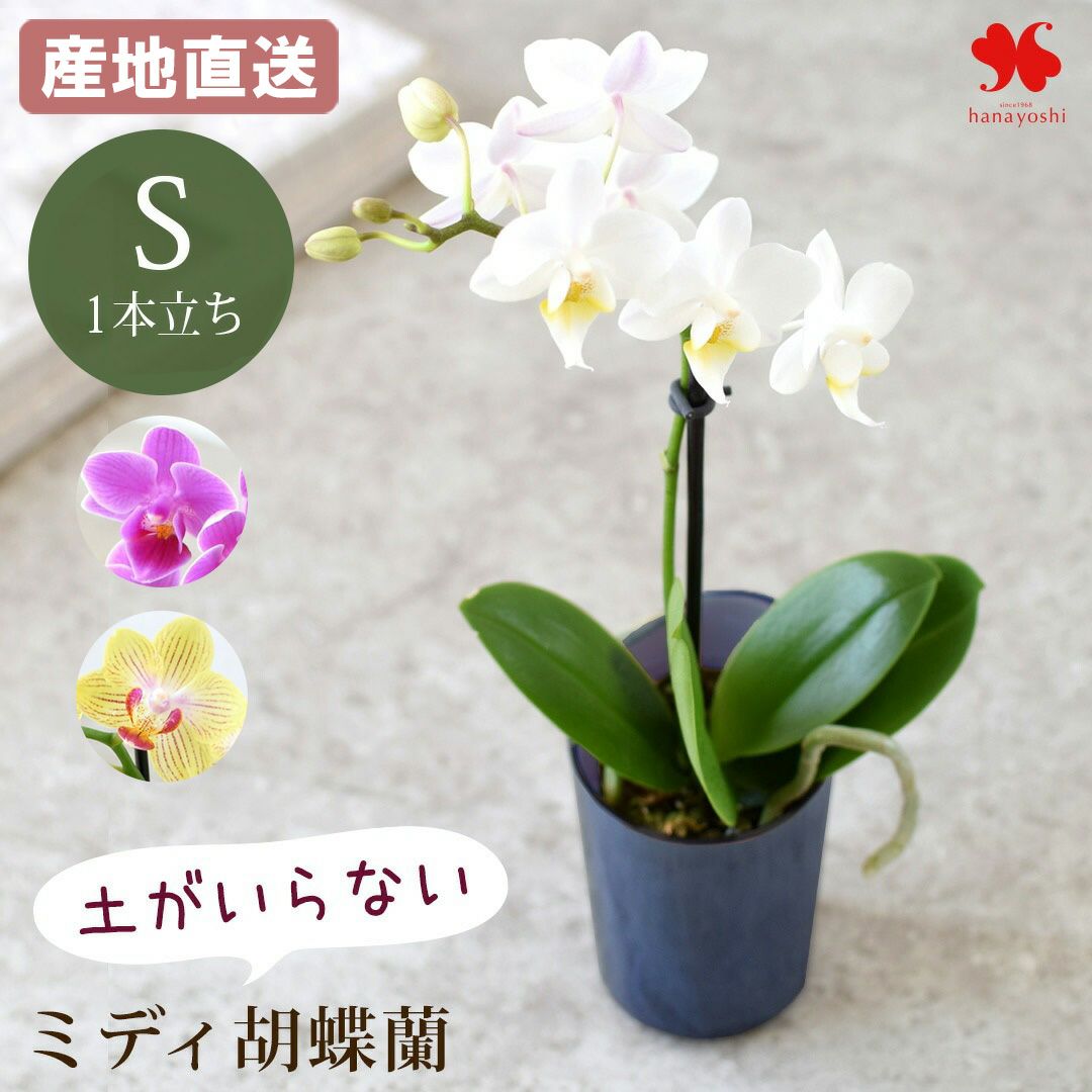 000000001290-01.jpg?size=l&w=