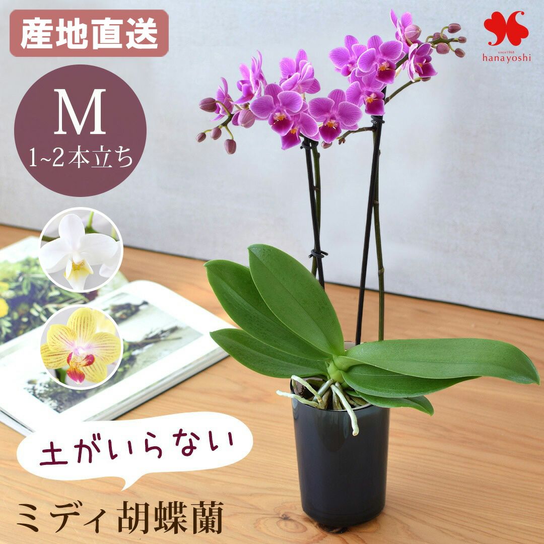 まだ間に合う 母の日 2026 ミディ 胡蝶蘭 鉢植え | フラワーマーケット