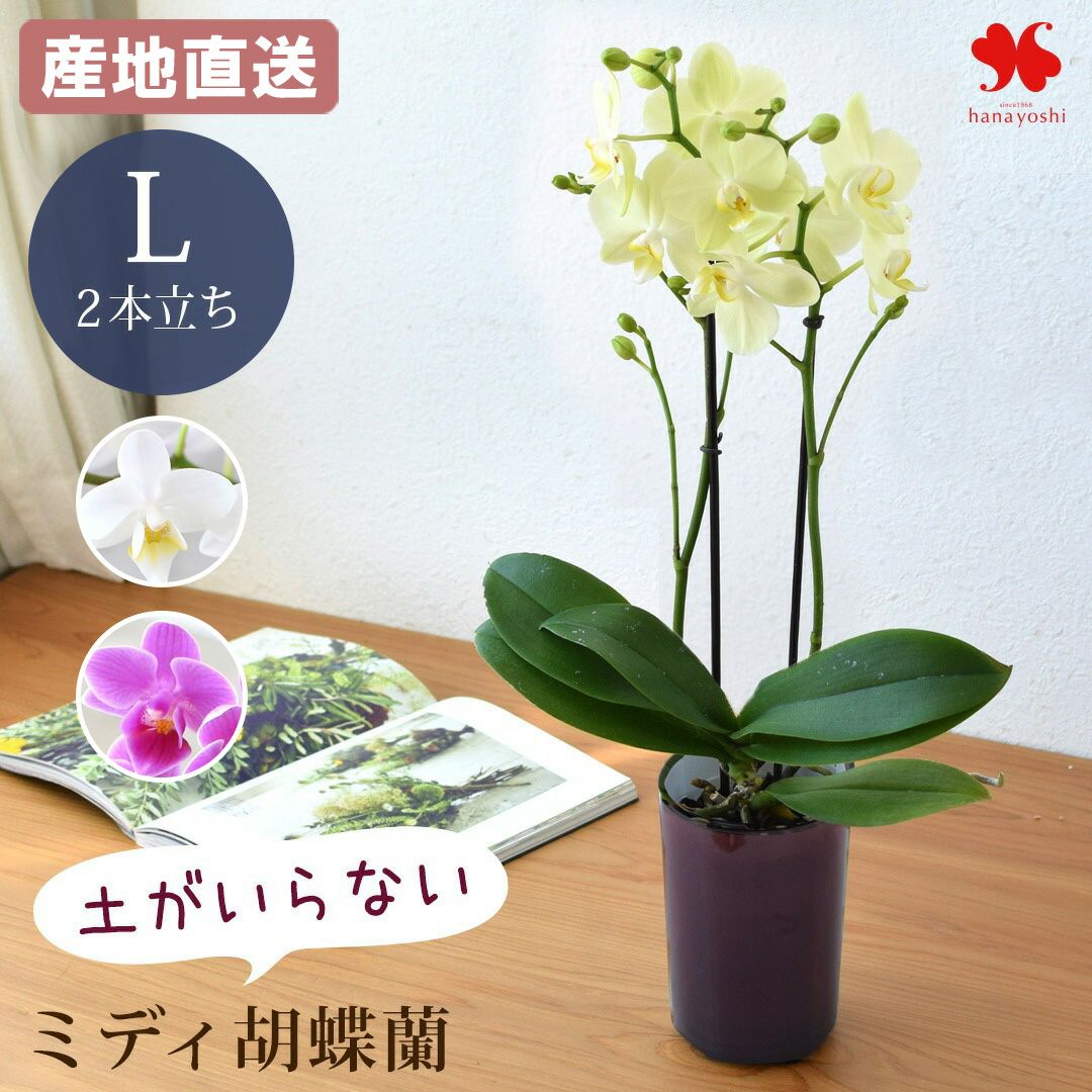 産地直送 椎名洋ラン園さんの 花色と器の色が選べる 土がいらない