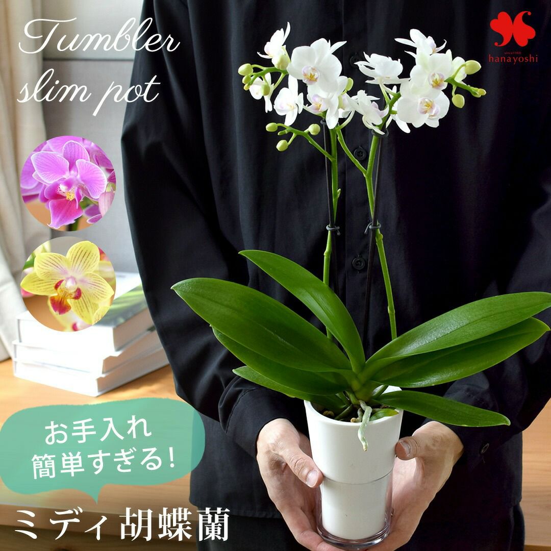 産地直送 椎名洋ラン園さんの 花色と器の色が選べる お手入れ簡単