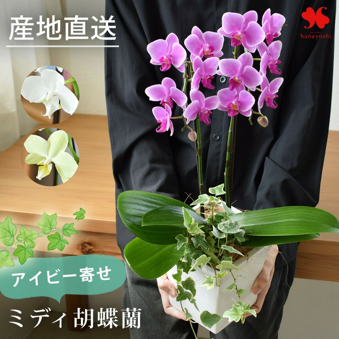 産地直送 椎名洋ラン園さんの アイビー寄せ ミディ胡蝶蘭 花と器の色が