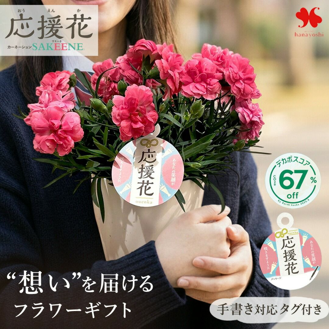 鉢花 応援花 サキーネ 星野さんの無加温 カーネーション 5号鉢