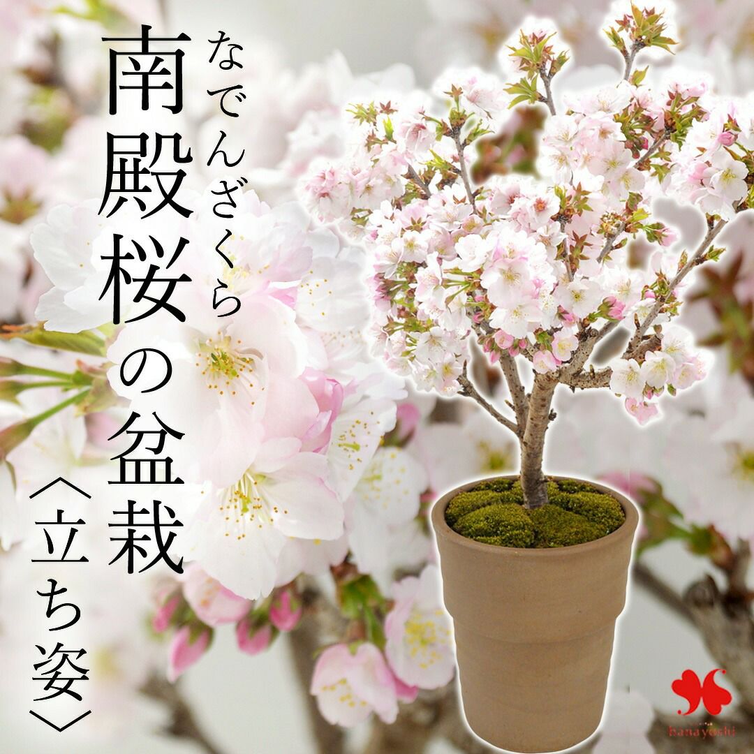 盆栽 | フラワーマーケット花由公式サイト