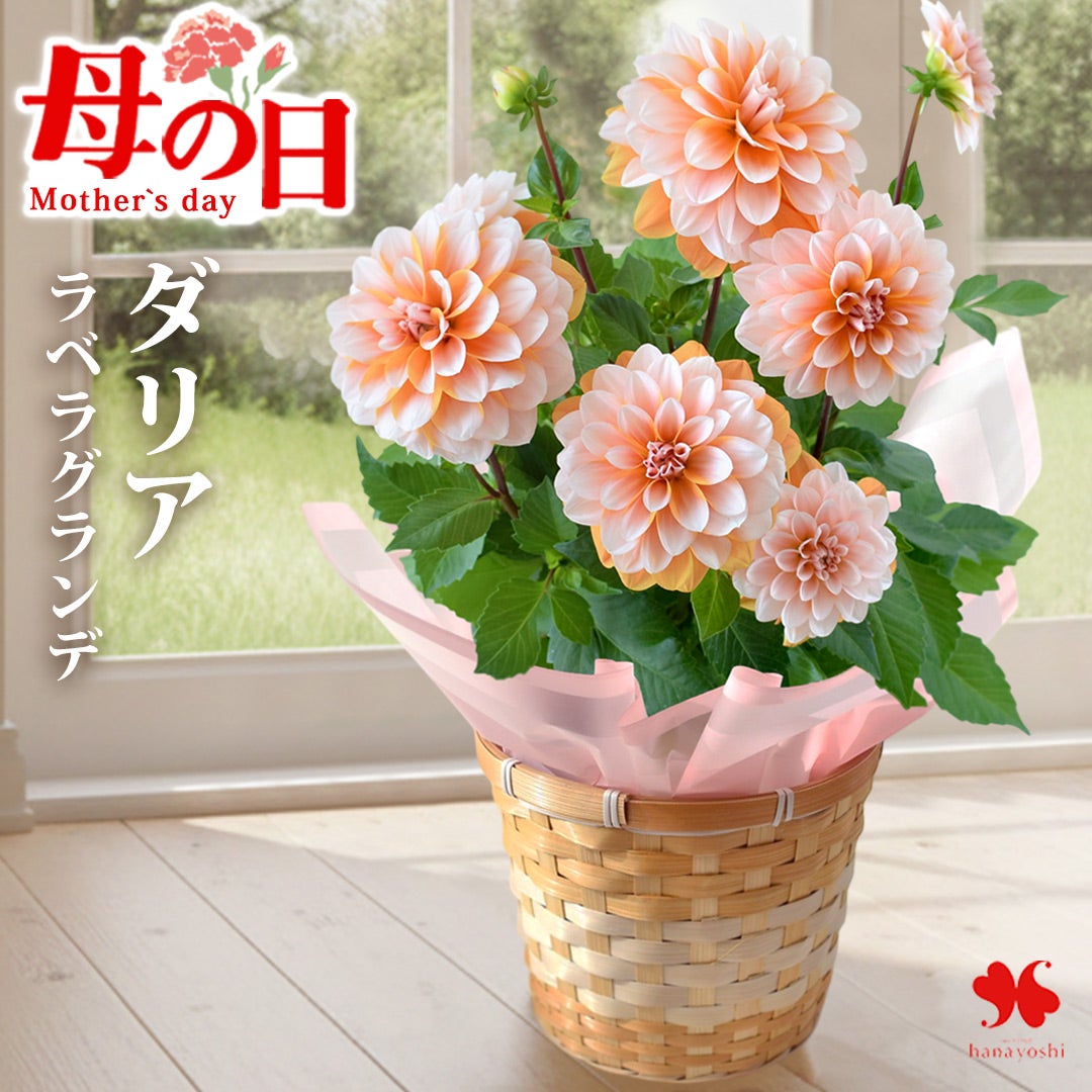 母の日 2026 ダリア 鉢植え 5号鉢 ラベラグランデ キャラメル in