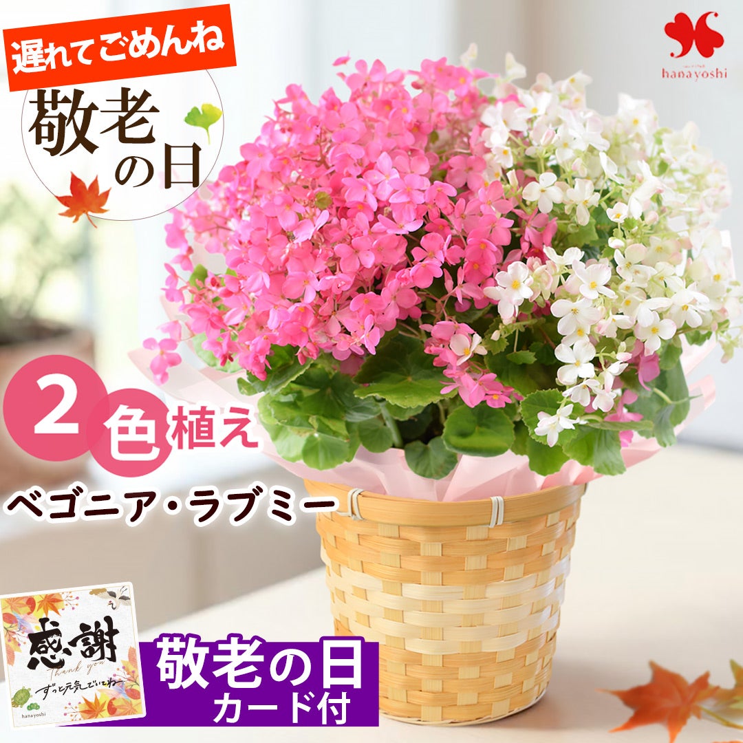 早割 敬老の日 2026 送料無料 鉢植え 花鉢 ベゴニア ラブミー 2色植え